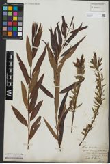 Foto von Salix triandra L. x Salix viminalis L.
